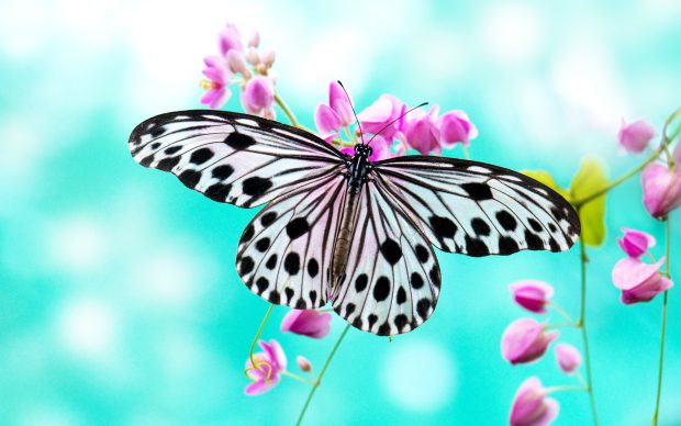 Fllower Butterfly Wallpaper HD.