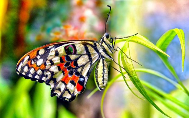 Fllower Butterfly Wallpaper HD free download.