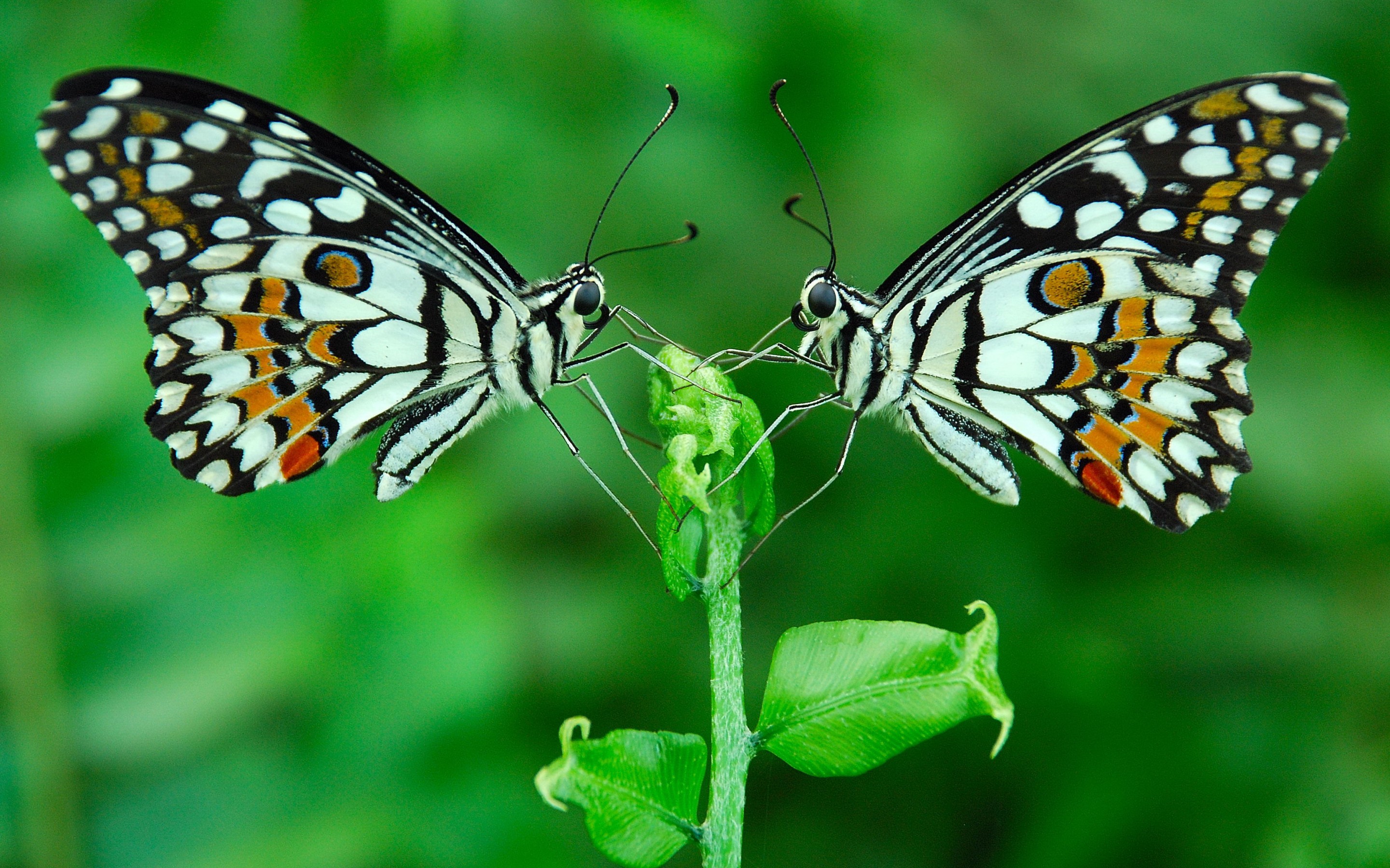 Flower Butterfly Wallpaper Pixelstalk Net