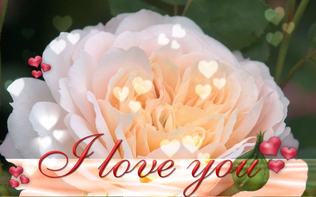 Fllower I love you Wallpaper HD download.