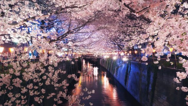 Flower on the river in japan spring