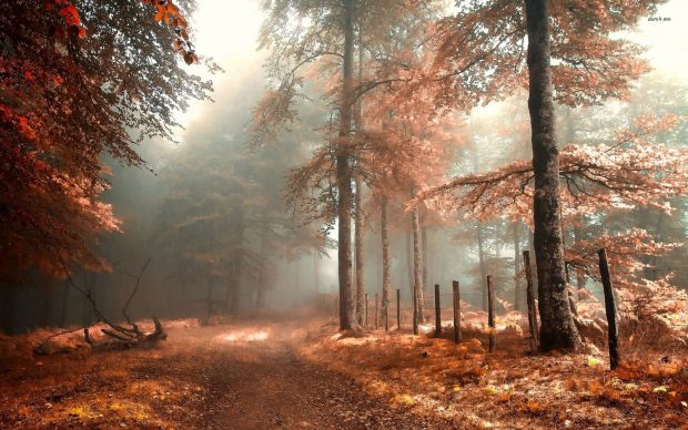 Foggy autumn forest nature wallpaper.
