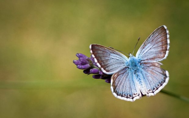 Free Background HD butterfly jpg.