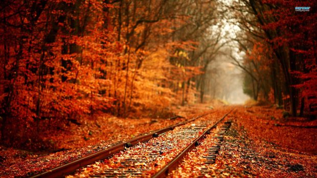 Free Road Autumn Wallpapers HD 1080.