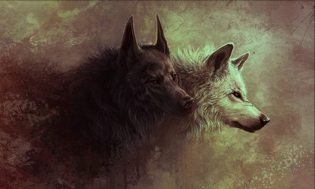 Free Wolf backgrounds.