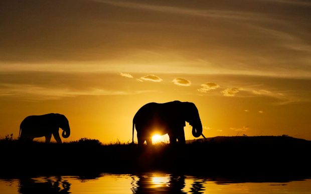 Free african safari wallpaper HD.