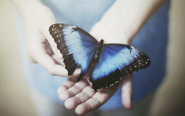 Free blue butterfly wallpaper.