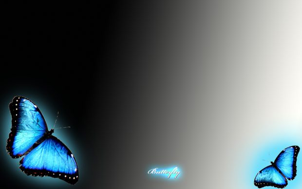 Free butterfly wallpaper HD actual.