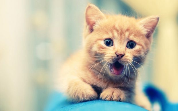 Free download Cute Animal Wallpapers HD.