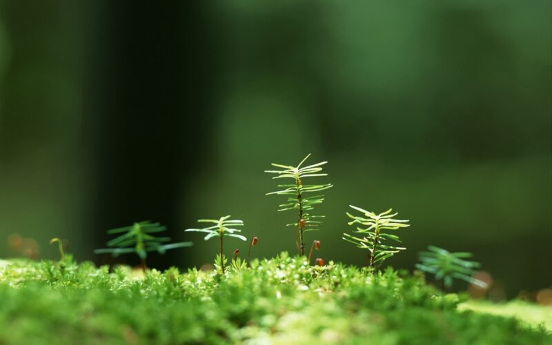 Nature Backgrounds - PixelsTalk