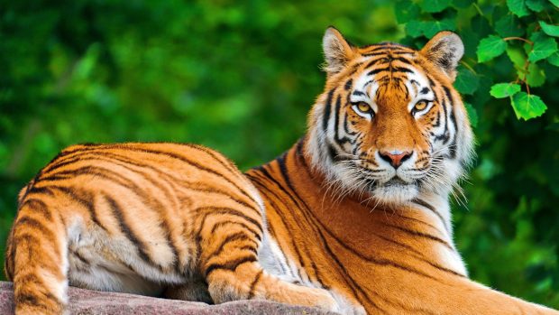 Free tiger animal wallpaper HD.