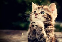 Funny Cat Wallpapers download.