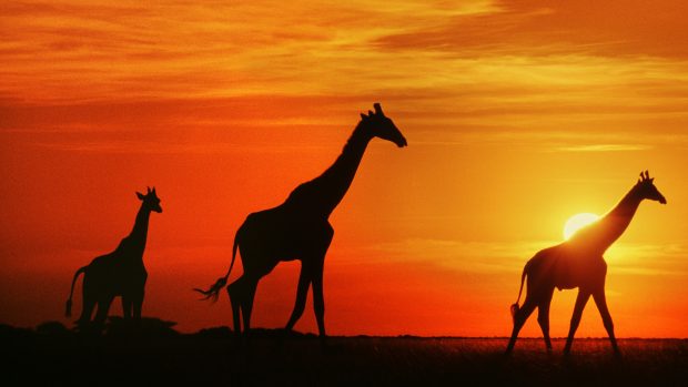 Giraffe sunset HD Photos