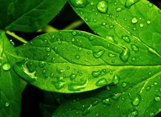 Green Leaves Hd Wallpaper free.