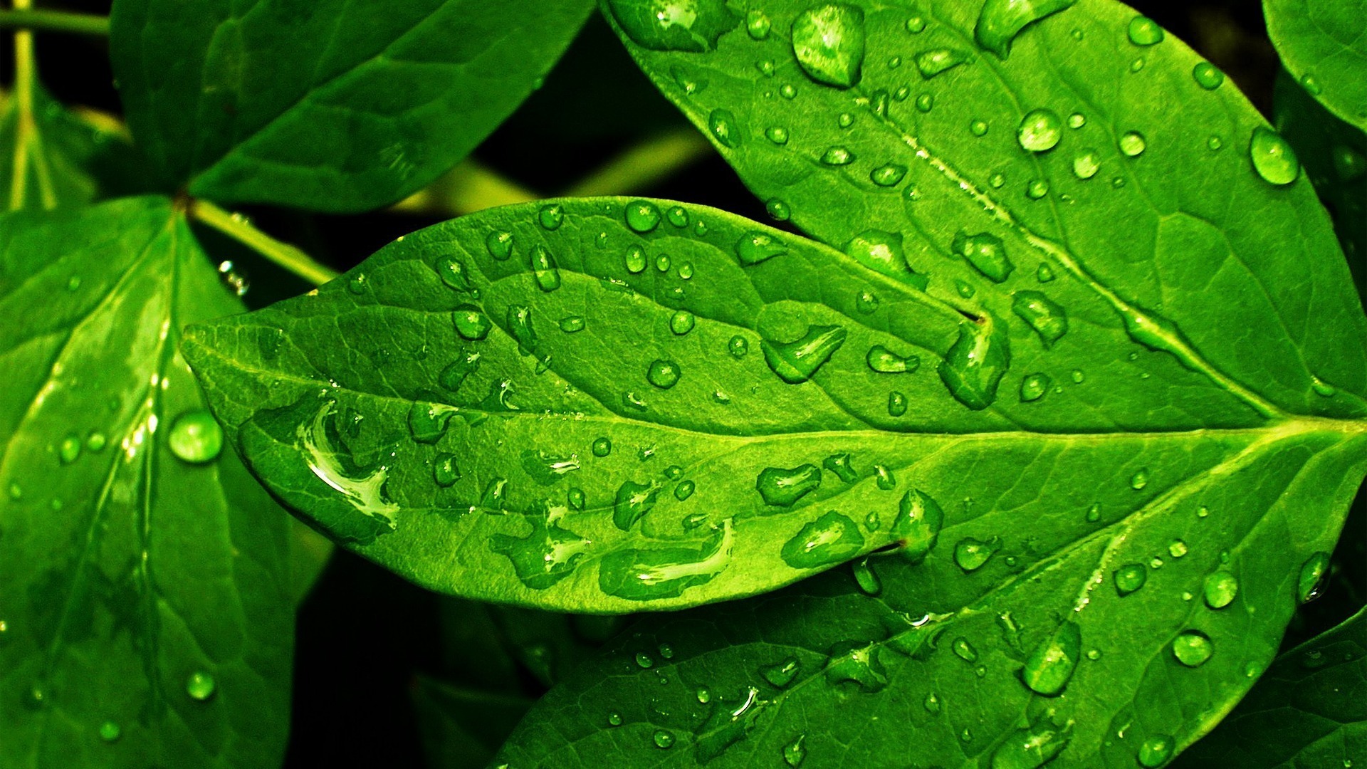 Green Leaves Wallpapers 