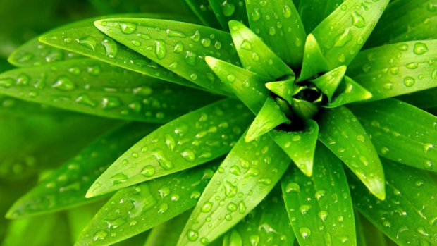 Green Leaves Wallpaper.