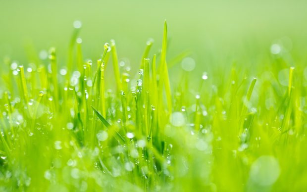 Green grass hd wallpaper background.