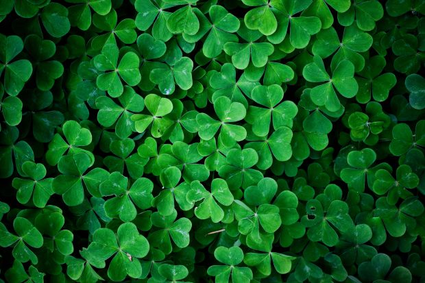 Green leaves clover wall HD nature wallpaper.