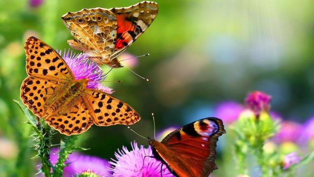 Flower Butterfly Wallpaper HD-butterfly-wallpaper-dowload-620x349