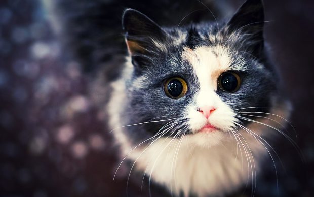 HD cat background pics wallpaper.