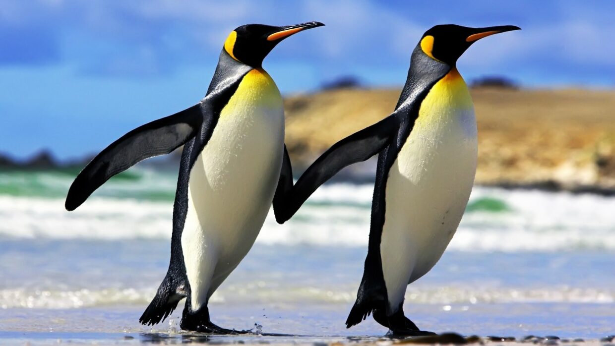 Animal Backgrounds - PixelsTalk