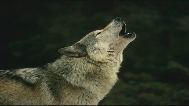 Howling Wolf Wallpapers HD download free.