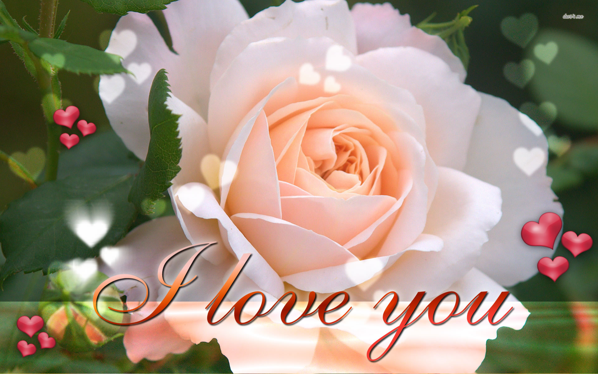 Flower I Love You Wallpaper Pixelstalk Net