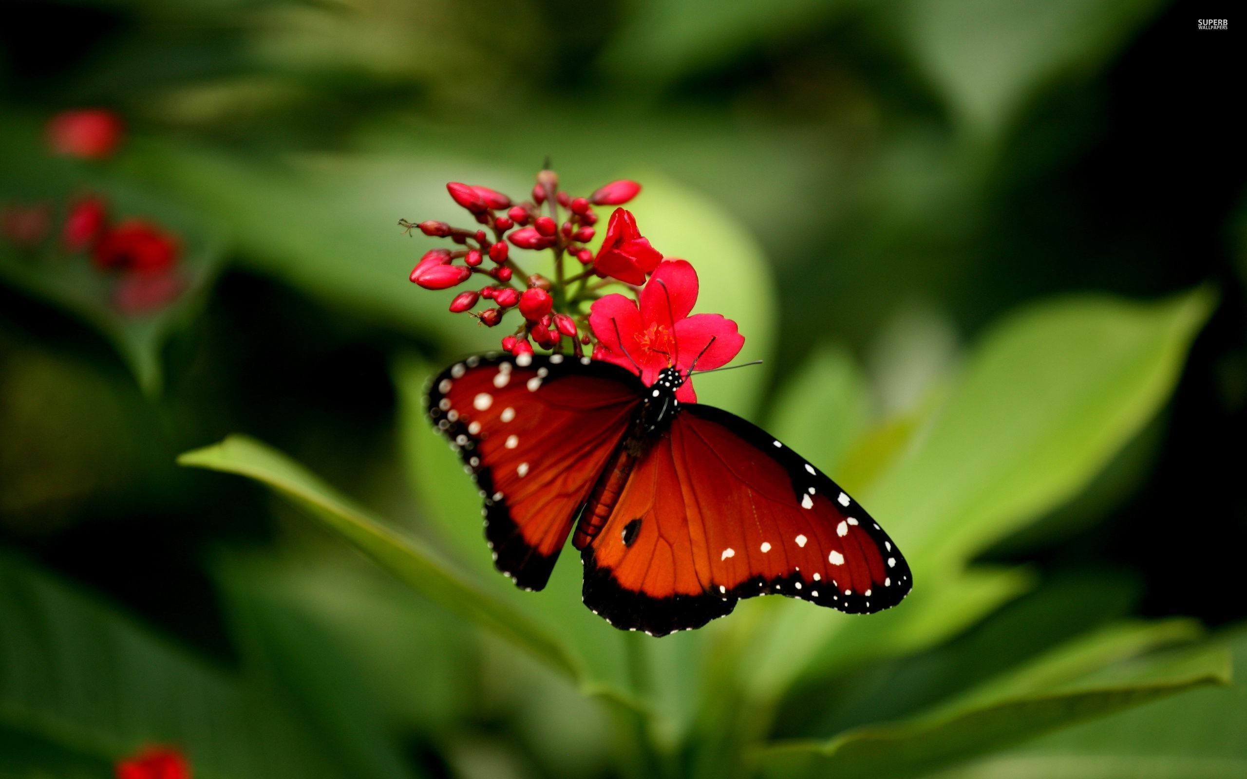 Flower Butterfly Wallpaper