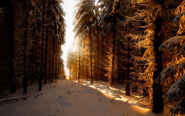 Image of Winter Sun.