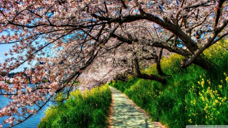 Spring in Japan Wallpapers HD - PixelsTalk