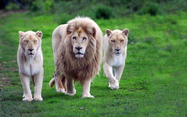 Lion animals wallpaper images dowload.