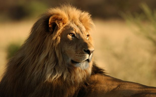 Lion wild cat south africa wallpaper animals desktop.