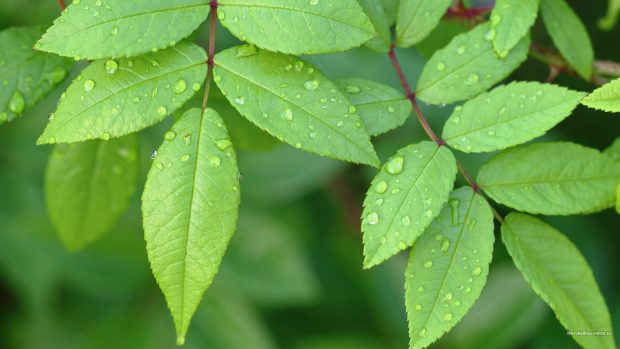 Little green leaves wallpaper.