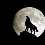 Moon Wolf Wallpaper HD.
