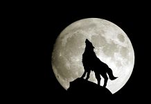 Moon Wolf Wallpaper HD.