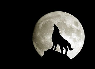 Moon Wolf Wallpaper HD.