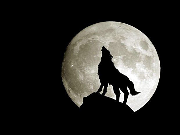 Moon Wolf Wallpaper HD.