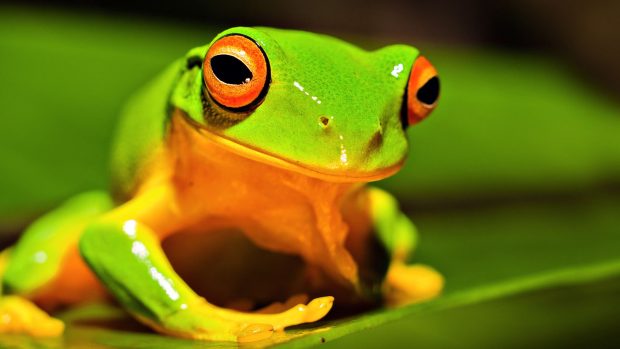 Nature Animals Frog Green Wallpaper.