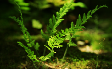 Nature Wallpaper HD Desktop free download.