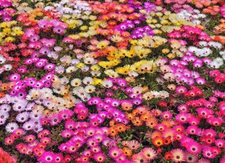 Nature flowers garden petals colors abstract plants wallpaper.