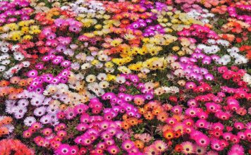 Nature flowers garden petals colors abstract plants wallpaper.