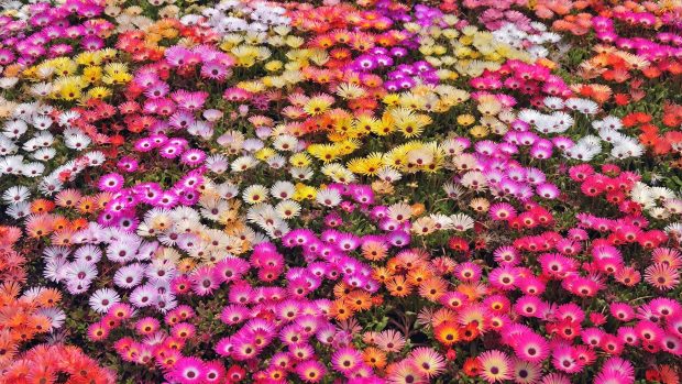 Nature flowers garden petals colors abstract plants wallpaper.