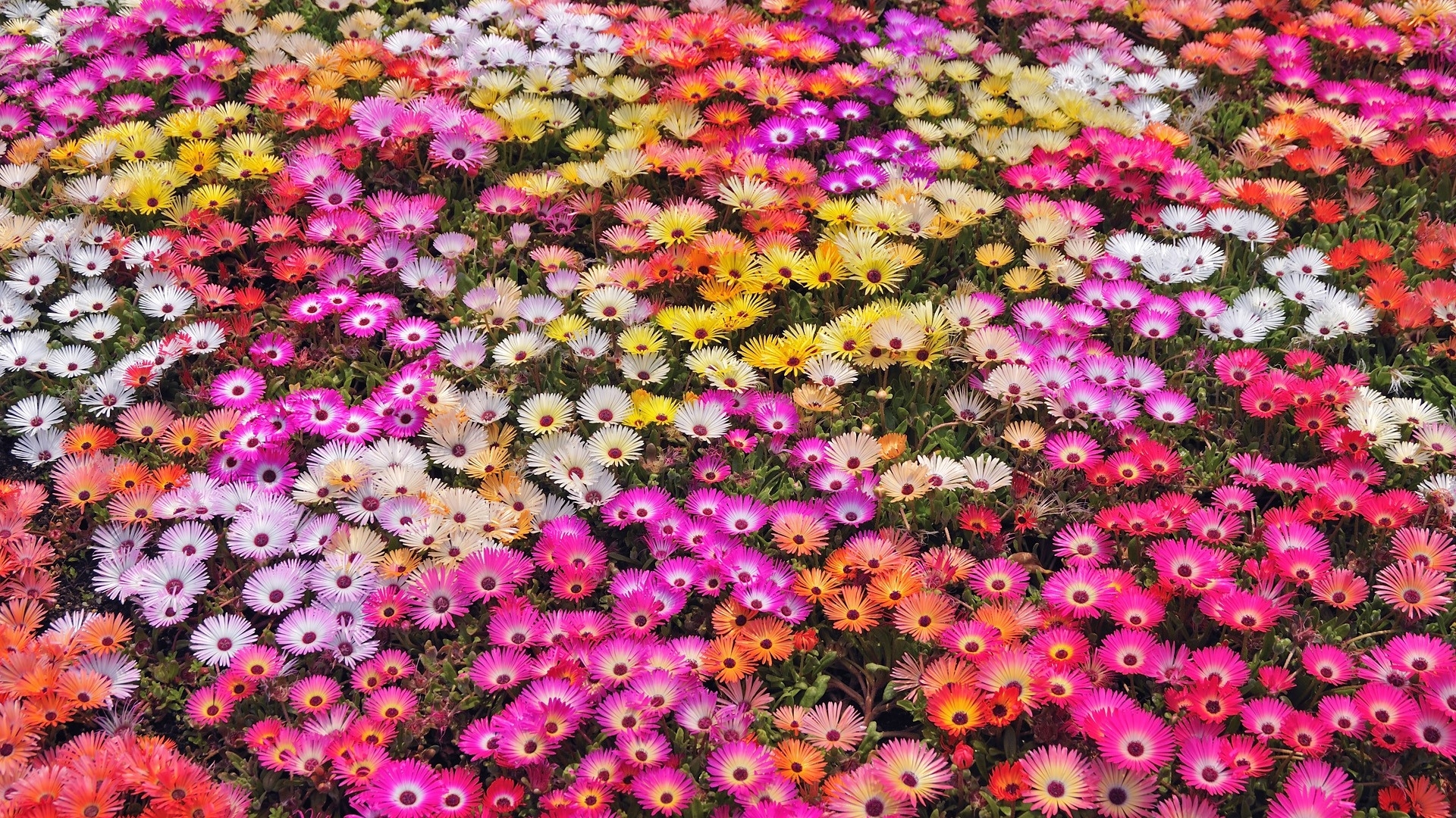 Colorful Flowers Wallpapers Hd Pixelstalknet