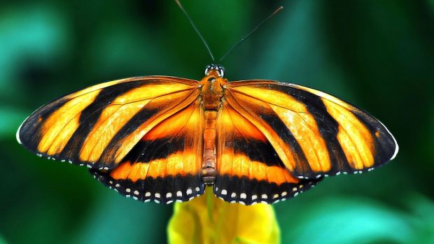 Orange Black Butterfly wallpaper 1920x1080.