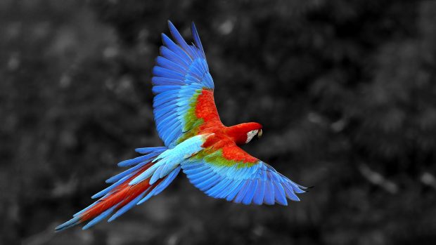 Parrot Wallpaper Animals background.