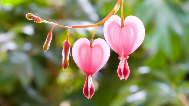 Pink heart flowers wallpaper 1920x1080.