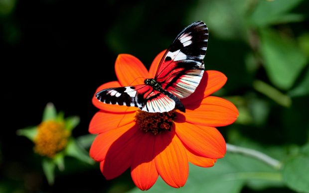 Flower Butterfly Wallpaper Red-Butterfly-Wallpaper-Designs-620x388