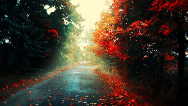 Road Autumn Wallpapers HD free download.