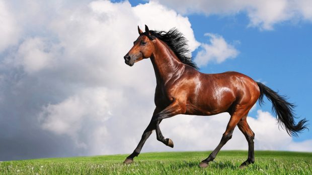 Running Beautiful Horse Animal HD Wallpaper 1920x1080.