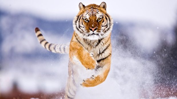Running tiger wallpaper animals images.